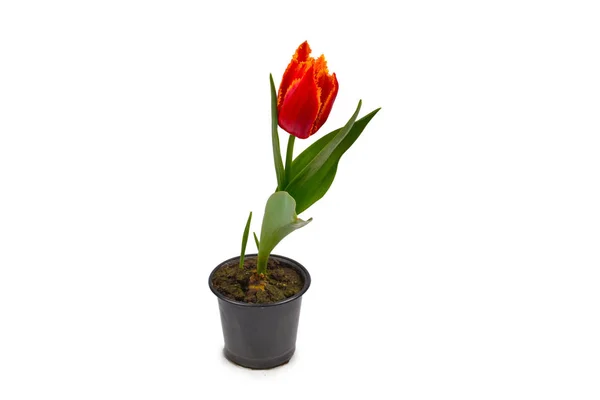 Tulip egy pot elszigetelt fehér háttér. — Stock Fotó