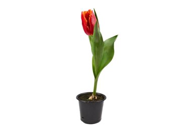 Beyaz arkaplanda izole edilmiş bir tencerede lale.