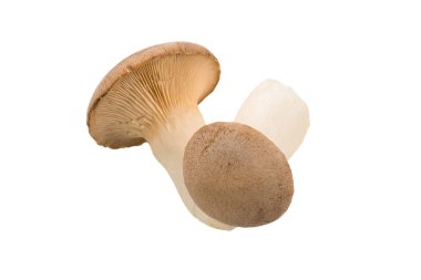 eringi mantarları beyaz arkaplanda izole edilmiş. 