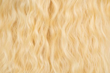 Sarı dalgalı saç deseni. Üst görünüm.