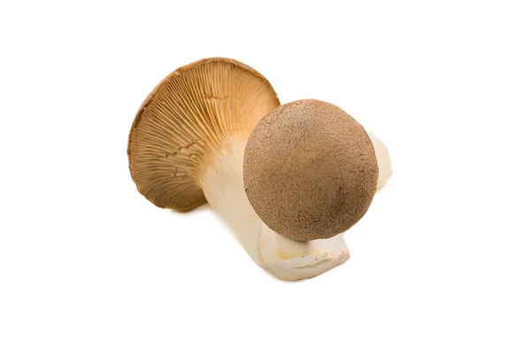 Eringi Pilze isoliert auf weißem Hintergrund. — Stockfoto