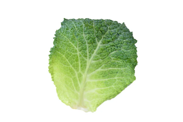 Green cabbage isolated on white background. In woman hands. — Stock Photo, Image