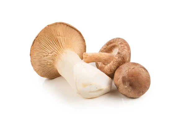 Shitake, Eringi schmackhafter Pilz isoliert auf weißem Hintergrund. — Stockfoto