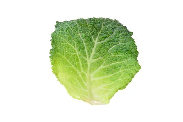 Green cabbage isolated on white background. In woman hands. — Stock Photo, Image