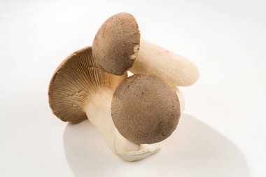 eringi mantarları beyaz arkaplanda izole edilmiş. 