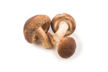 Shitake mantarı beyazda izole edilmiş..