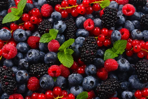 Blackberry, frambuesa, arándano, grosella roja y menta backgrou — Foto de Stock