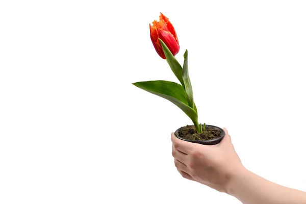 Tulipán egy edényben női kezekben elszigetelt fehér. — Stock Fotó