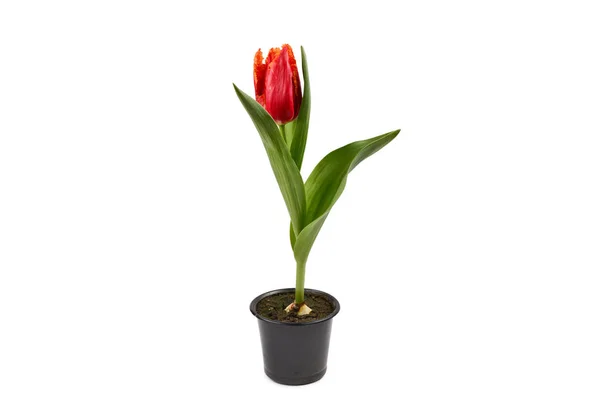 Tulip egy pot elszigetelt fehér háttér. — Stock Fotó