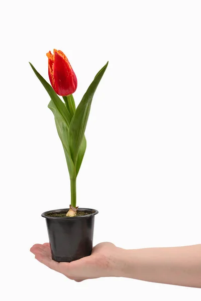 Tulipán en una olla en manos de mujer aisladas en blanco. —  Fotos de Stock