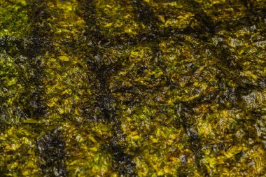 Norveç yosunları beyazlar üzerinde yalıtılmış. 