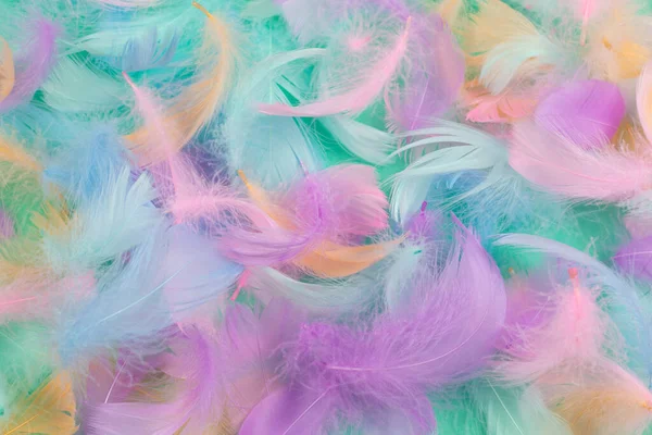 Colorful Feather Mint Background Top View — Stock Photo, Image