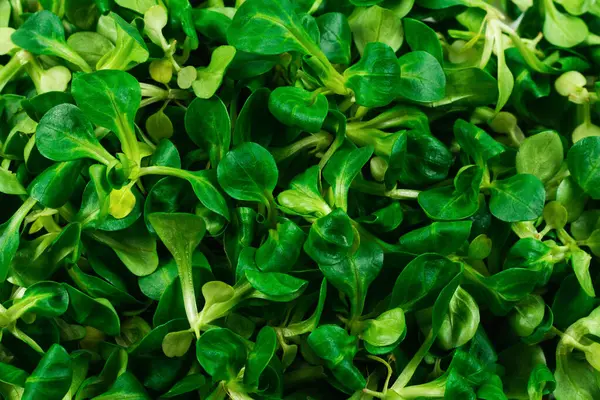 Insalata Purè Sfondo Bianco Vista Dall Alto — Foto Stock