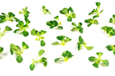 Beyaz arka planda püre salatası. Üst görünüm. 