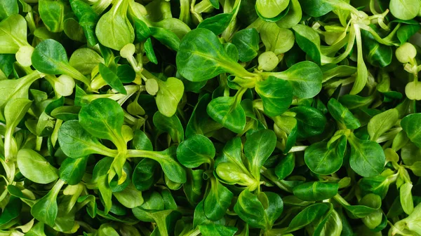 Mash Salad White Background Top View — Stock Photo, Image