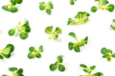 Beyaz arka planda püre salatası. Üst görünüm. 