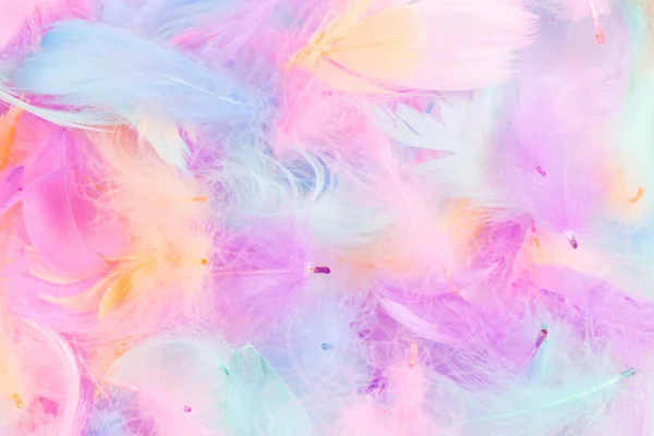 Colorful Feather Background Isolated White Copy Space — Stock Photo, Image