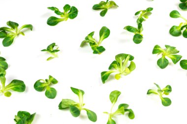 Beyaz arka planda püre salatası. Üst görünüm. 