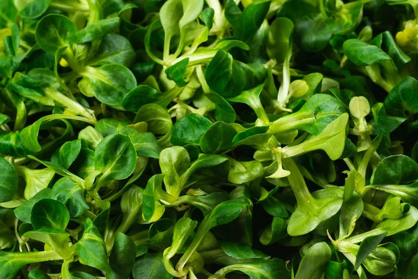 Insalata Purè Sfondo Bianco Vista Dall Alto — Foto Stock