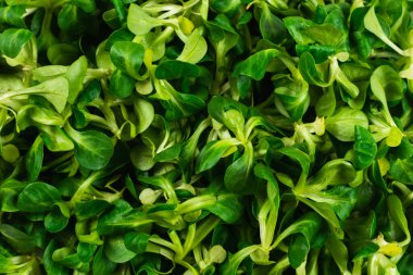 Beyaz arka planda püre salatası. Üst görünüm. 