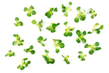 Beyaz arka planda püre salatası. Üst görünüm. 