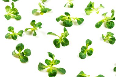 Beyaz arka planda püre salatası. Üst görünüm. 