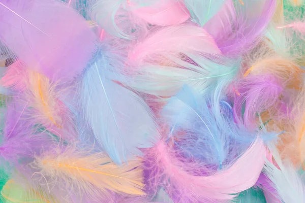 Colorful Feather Mint Background Top View — Stock Photo, Image