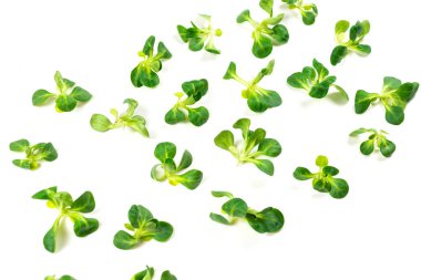 Beyaz arka planda püre salatası. Üst görünüm. 