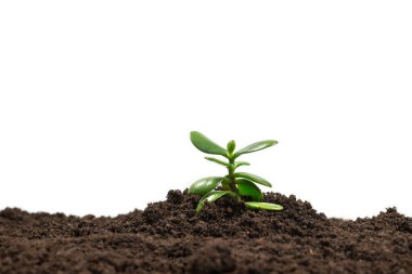 Genç yeşil filizler bembeyaz toprakta soyutlanmış. 