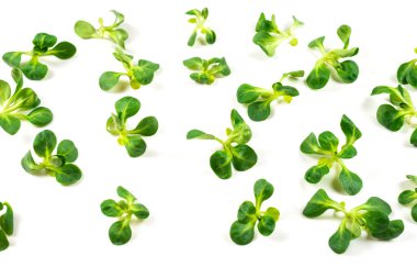 Beyaz arka planda püre salatası. Üst görünüm. 