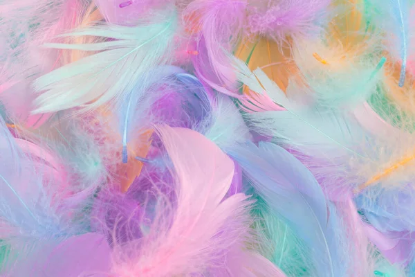 Colorful Feather Mint Background Top View — Stock Photo, Image