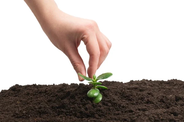 Vrouw Met Jonge Groene Spruit Grond Bovenaanzicht — Stockfoto