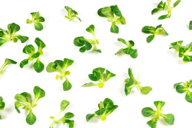 Beyaz arka planda püre salatası. Üst görünüm. 