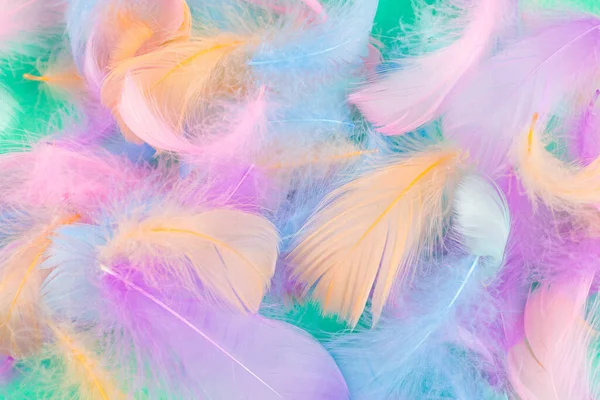 Colorful Feather Mint Background Top View — Stock Photo, Image