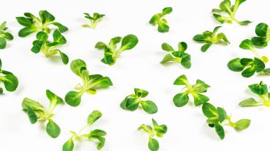 Beyaz arka planda püre salatası. Üst görünüm. 