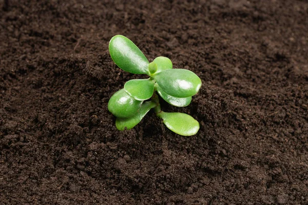 Jonge Groene Spruit Grond Bovenaanzicht — Stockfoto