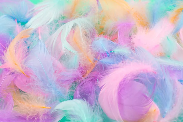 Colorful Feather Mint Background Top View — Stock Photo, Image