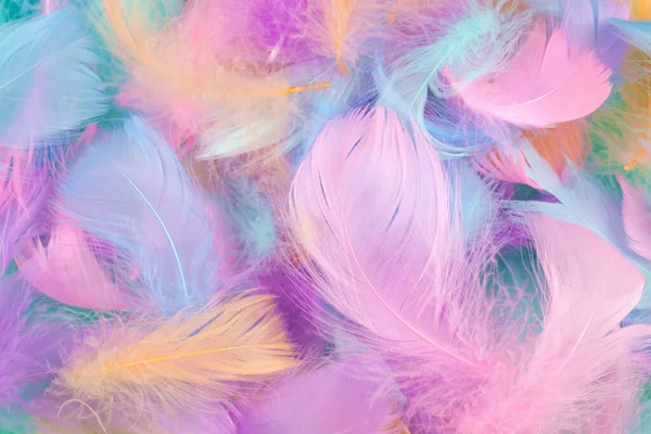 Colorful Feather Mint Background Top View — Stock Photo, Image