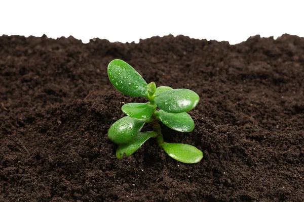 Young Green Sprout Ground Top View — Stock Photo, Image