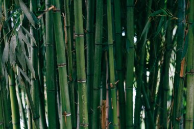 Yeşil bambu çit dokusu arka plan