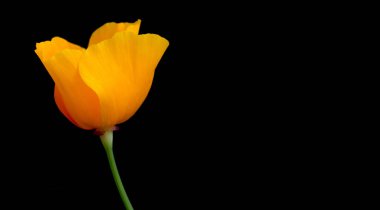 Siyah arka planda Sarı Lale