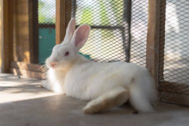 Beyaz Tavşan kafeste yatıyor.