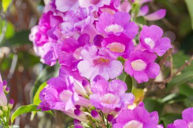 Mansoa alliacea veya sarımsak sarmaşık çiçek açan.