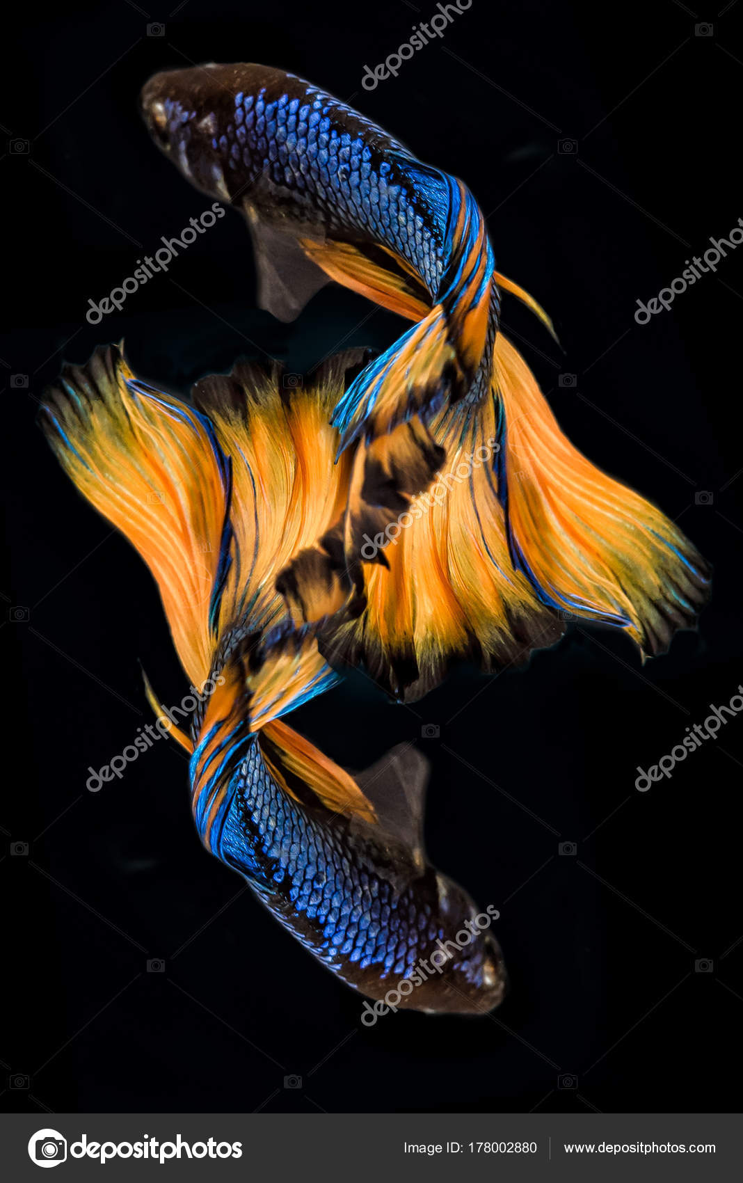 Blue and clearance gold betta fish