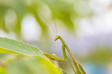 portre bir yaprağına peygamber devesi yeşil. Mantodea.