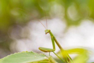 portre bir yaprağına peygamber devesi yeşil. Mantodea.