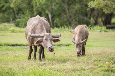 Buffalo ip ayakta yanında çayır üzerinde bufalo buzağı ile bağlı. (Tayland)