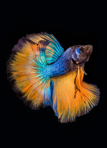 Betta fish (Siamese fighting fish),blue and yellow isolated on black. The colourful also known as Thai Fighting Fish or betta, is a species in the gourami family which is popular as an aquarium fish.