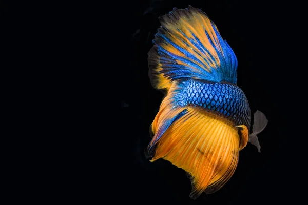 Betta fish (Siamese fighting fish),blue and yellow isolated on black. The colourful also known as Thai Fighting Fish or betta, is a species in the gourami family which is popular as an aquarium fish.