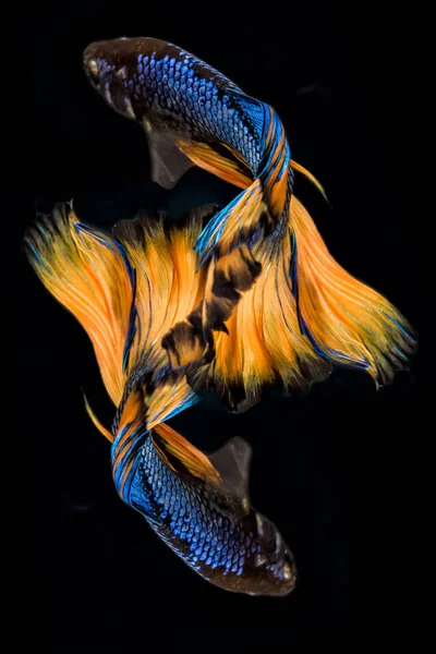 暹罗斗鱼 蓝色和黄色的黑色隔离 五颜六色也被称为泰国战斗鱼或斗 是一个物种在丽丽家庭是流行的水族馆鱼 — 图库照片